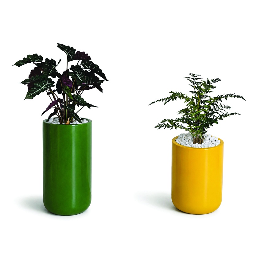 Potted Plants - Image 3